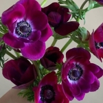 ANEMONE MISTRAL BORDEAUX