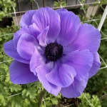ANEMONE MISTRAL BLUE