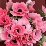 ANEMONE MISTRAL PINKIE