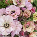 ANEMONE MISTRAL RARITY