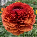RANUNCULUS ELEGANCE CIOCCOLATO
