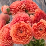 RANUNCULUS ELEGANCE SALMON