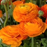 RANUNCULUS ELEGANCE CLEMENTINE