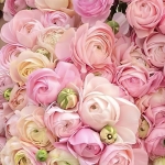 RANUNCULUS ELEGANCE PASTELLO