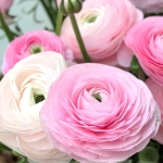 RANUNCULUS ELEGANCE ROSA CHIARO