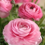 RANUNCULUS ELEGANCE ROSA SCURO