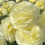 RANUNCULUS ELEGANCE CREAM