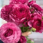 RANUNCULUS ELEGANCE MILKA