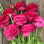 RANUNCULUS ELEGANCE CICLAMINO