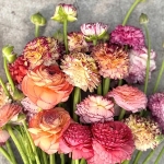 RANUNCULUS ELEGANCE PASTELLO STRIATO