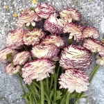 RANUNCULUS ELEGANCE BIANCO STRIATO