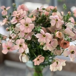 RANUNCULUS MODERNA CAREZZA