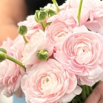 RANUNCULUS CLONI SUCCESS LADY