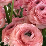 RANUNCULUS CLONI SUCCESS NUANCE