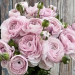 RANUNCULUS CLONI SUCCESS NEBBIA