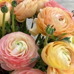 RANUNCULUS CLONI SUCCESS GRAND PASTEL