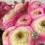 RANUNCULUS CLONI SUCCESS FELICIDADE