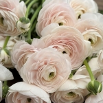 RANUNCULUS CLONI SUCCESS HANOI