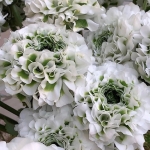 RANUNCULUS CLONI PON PON IGLOO