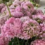 RANUNCULUS CLONI PON PON CANDY