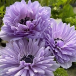 ANEMONE LEVANTE AZZURRO
