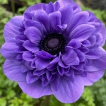 ANEMONE LEVANTE BLUE