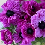 ANEMONE LEVANTE FUCHSIA