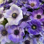 ANEMONE MISTRAL AZZURRO