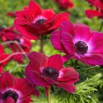 ANEMONE MISTRAL MAGENTA