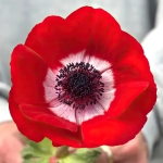 ANEMONE MISTRAL ROSSO