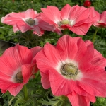 ANEMONE MISTRAL SALMON