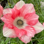ANEMONE MISTRAL TIGRATO SALMON