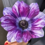 ANEMONE MISTRAL TIGRE VINATO