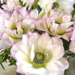 ANEMONE MISTRAL EDGE