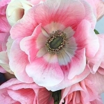 ANEMONE MISTRAL ROSA CHIARO