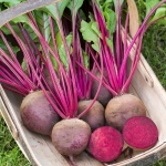 BEETROOT RED TITAN F1