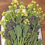 BROCCOLI EARLY PURPLE & WHITE SPROUTING MIXED