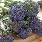 BROCCOLI SUMMER PURPLE