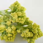 CAULIFLOWER SPROUTING ROMANETTO FIORETTO