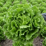 LETTUCE BURGER LEAF GREWGER F1