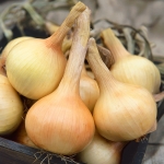ONION WALLA WALLA