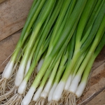 ONION GERDA