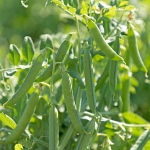PEA FLOVERT
