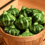 SQUASH GREEN LIGHTNING F1
