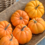 SQUASH ORANGITA F1