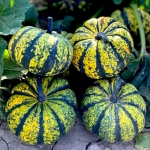 SQUASH PHANTOMITA F1