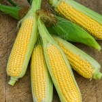 SWEET CORN TYSON F1