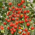 TOMATO FRAISE