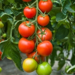 TOMATO MAISEY F1