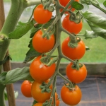 TOMATO SUNSET F1